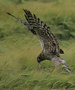 Montagu's Harrier