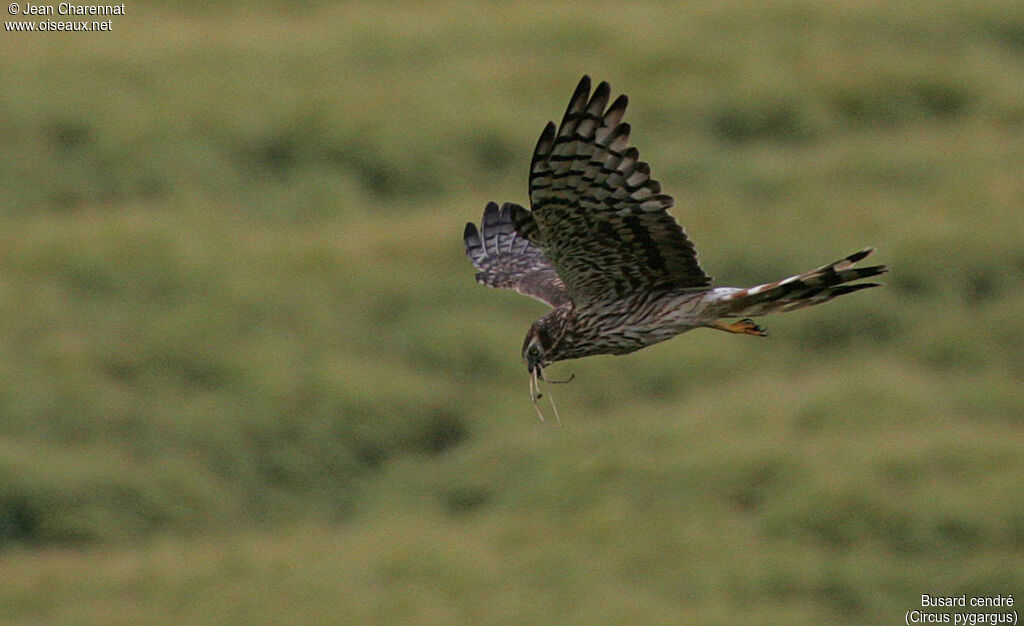 Montagu's Harrier