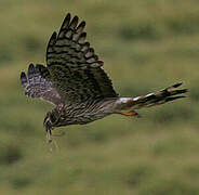 Montagu's Harrier