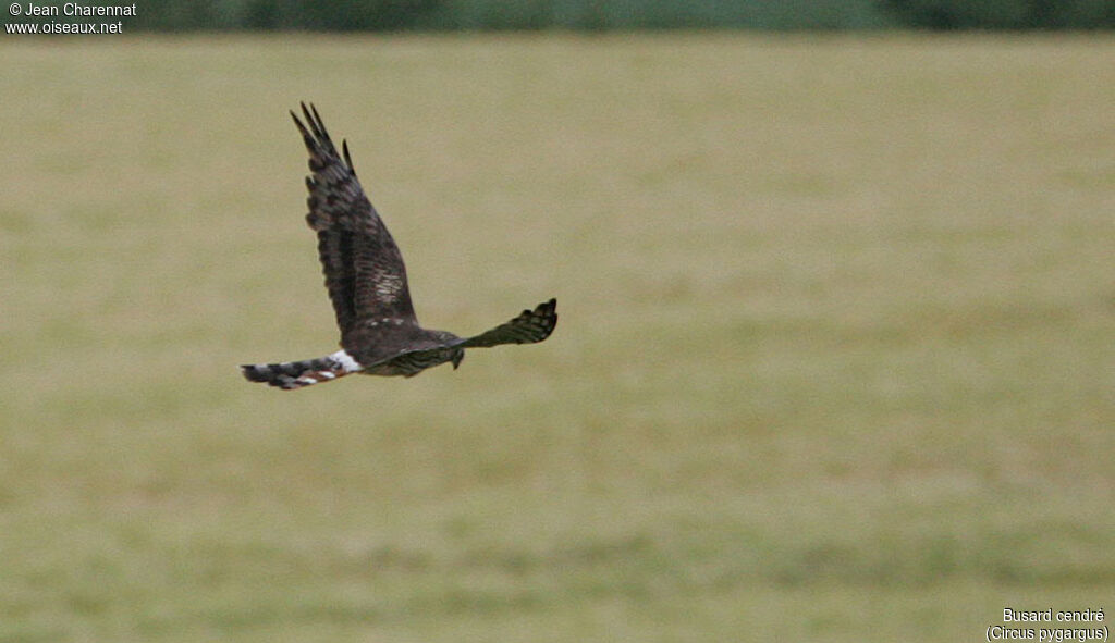 Montagu's Harrier