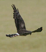 Montagu's Harrier