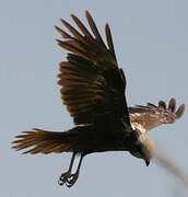 Western Marsh Harrier