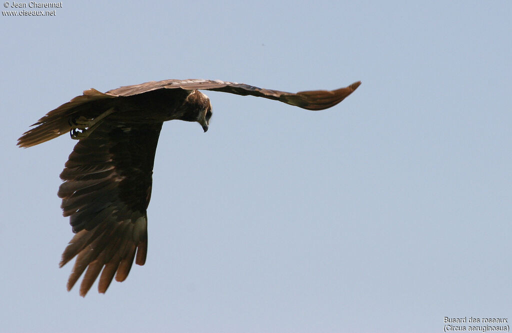 Western Marsh Harrier