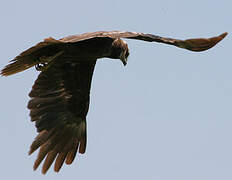 Western Marsh Harrier