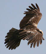 Western Marsh Harrier