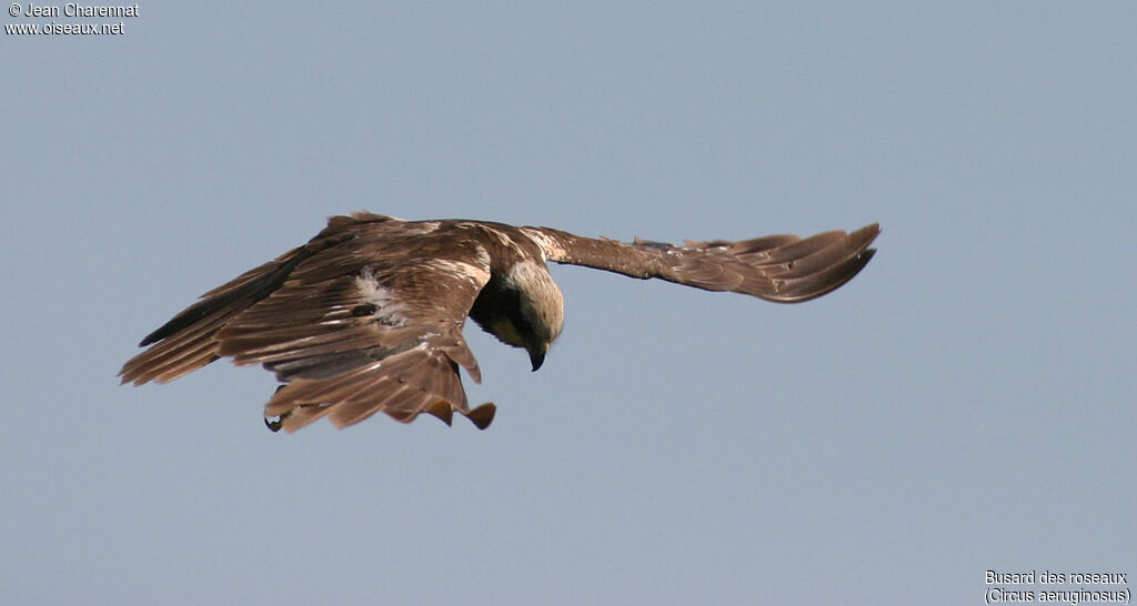 Western Marsh Harrier