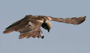 Western Marsh Harrier