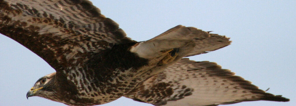 Common Buzzard