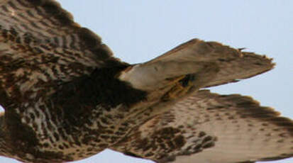 Buse variable