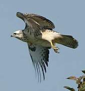 Common Buzzard