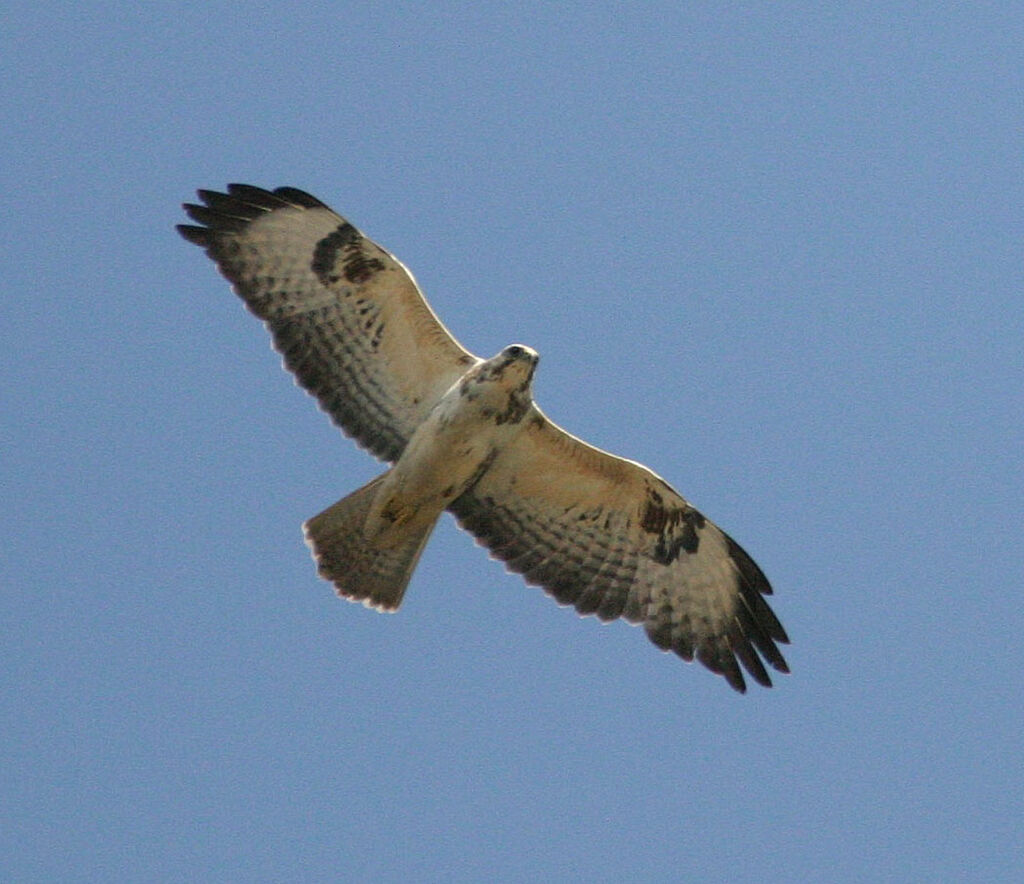 Common Buzzard