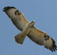 Common Buzzard