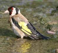 European Goldfinch