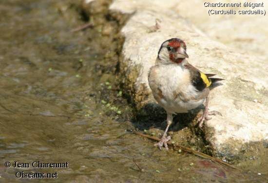 Chardonneret élégant