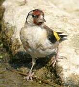 European Goldfinch