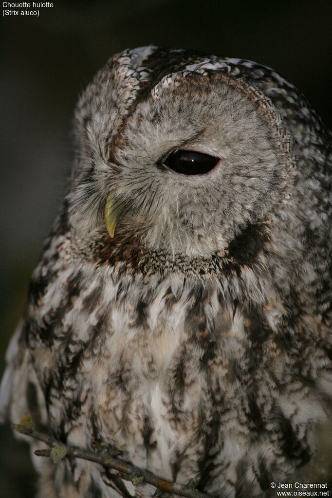 Tawny Owl