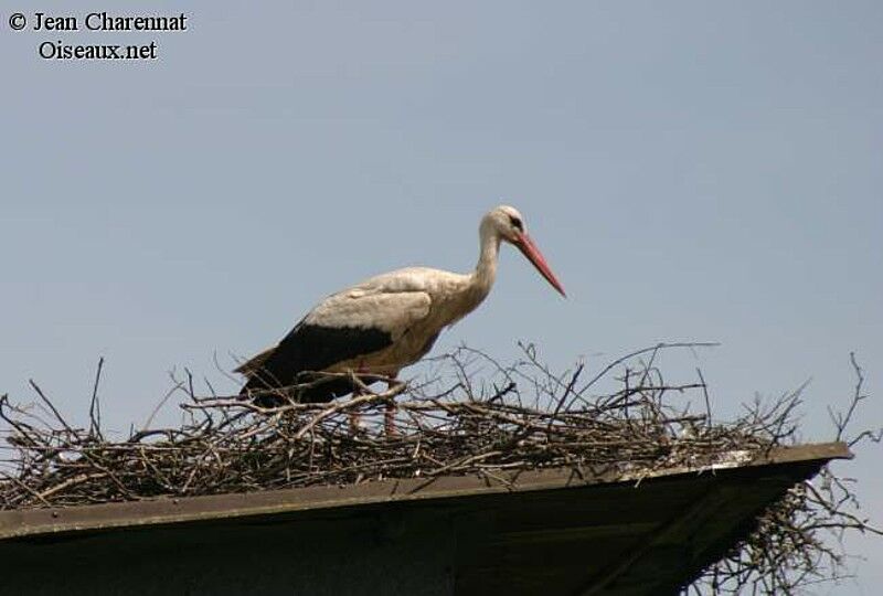 Cigogne blanche