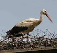 Cigogne blanche