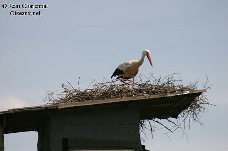 Cigogne blanche