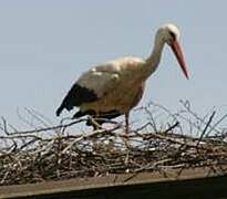 White Stork