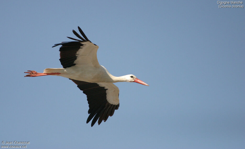 White Stork