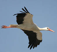 White Stork