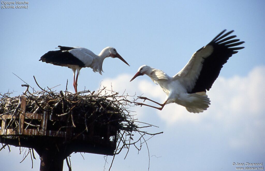 White Stork