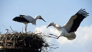 White Stork