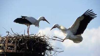 Cigogne blanche