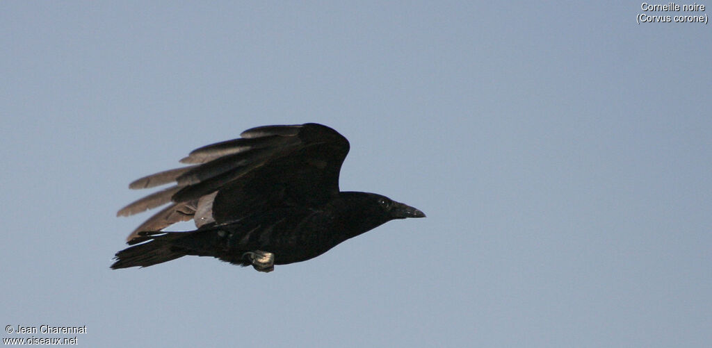 Carrion Crow