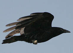 Carrion Crow