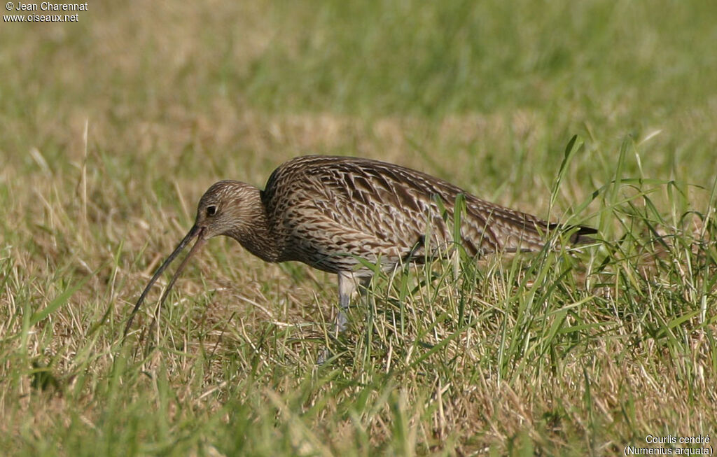 Eurasian Curlew