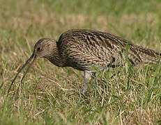 Eurasian Curlew