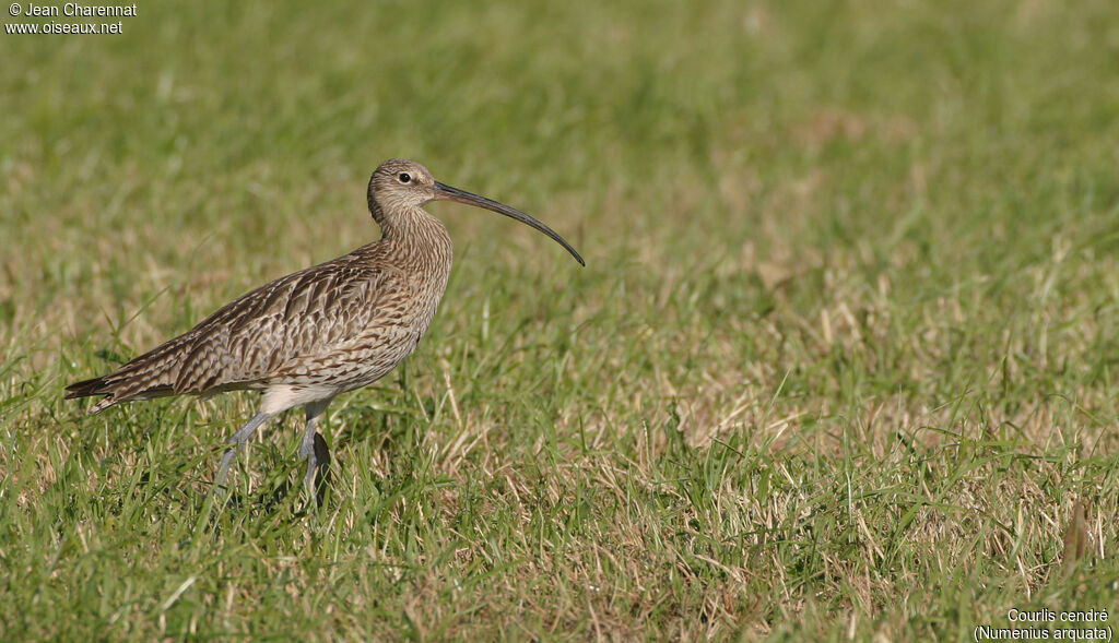 Eurasian Curlew