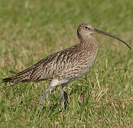 Eurasian Curlew