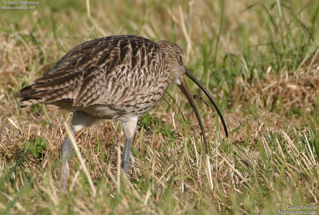 Eurasian Curlew