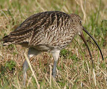 Eurasian Curlew