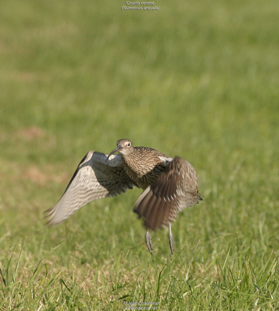 Eurasian Curlew