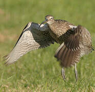 Eurasian Curlew