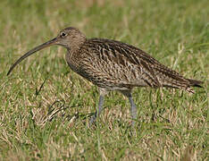 Eurasian Curlew