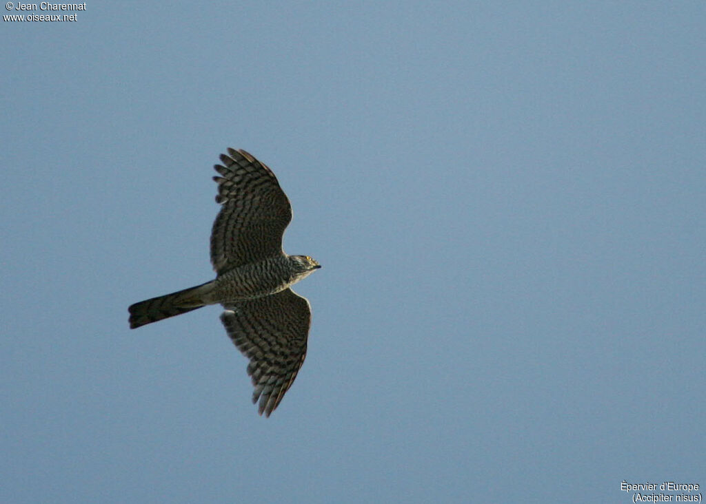 Eurasian Sparrowhawk