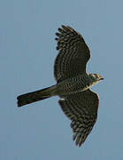 Eurasian Sparrowhawk