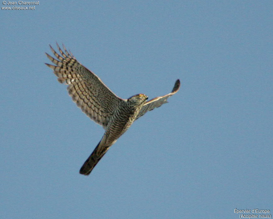 Eurasian Sparrowhawk