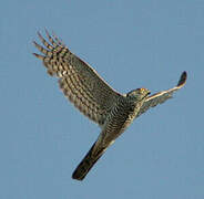 Eurasian Sparrowhawk