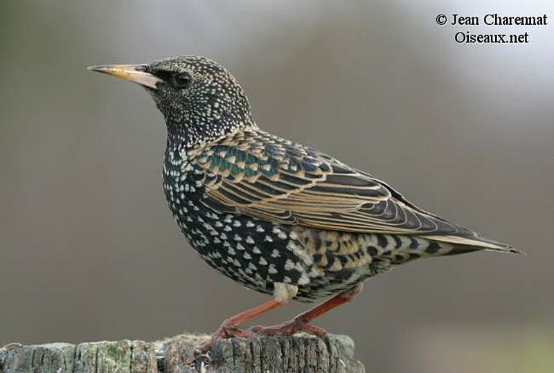 Common Starling