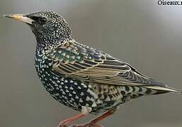 Common Starling