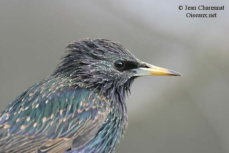 Common Starling