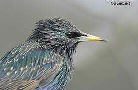 Common Starling