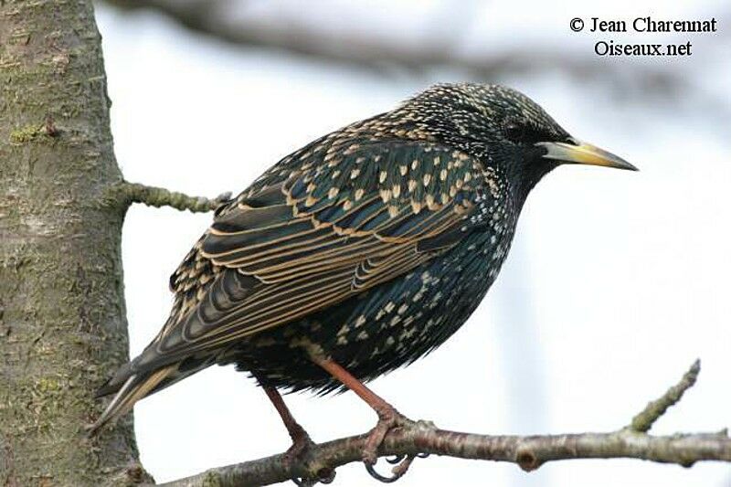 Common Starling