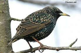 Common Starling